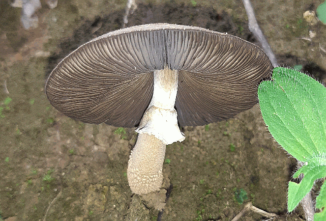 Referenzbild zur Pilzart