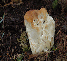 Referenzbild zur Pilzart