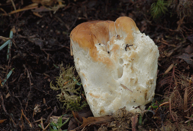 Referenzbild zur Pilzart