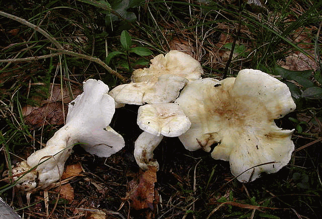 Referenzbild zur Pilzart