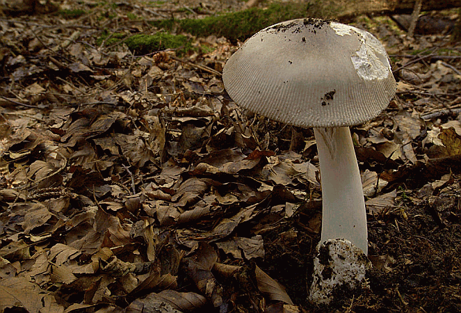 Referenzbild zur Pilzart