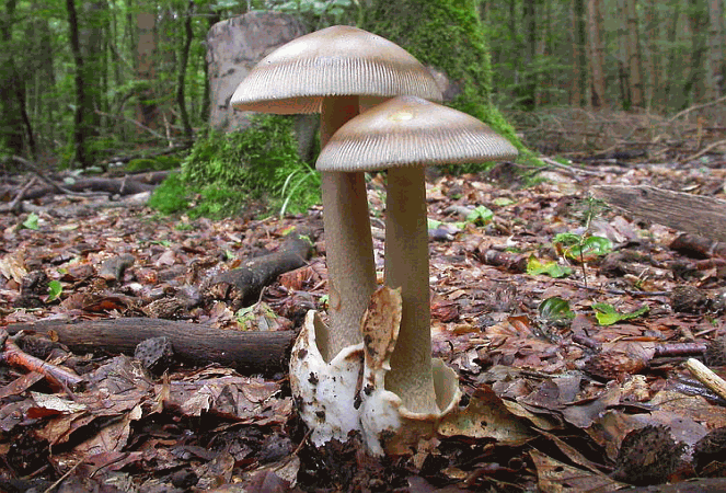 Referenzbild zur Pilzart