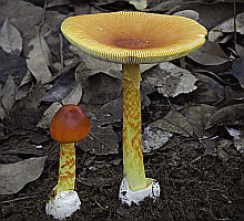 Referenzbild zur Pilzart