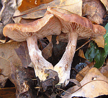 Referenzbild zur Pilzart