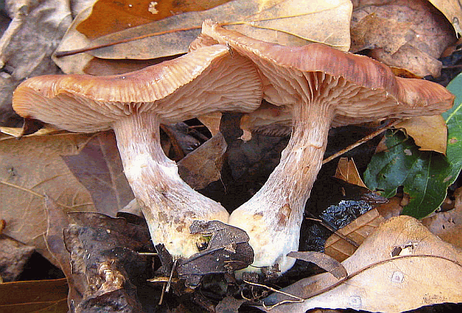 Referenzbild zur Pilzart