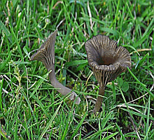 Referenzbild zur Pilzart