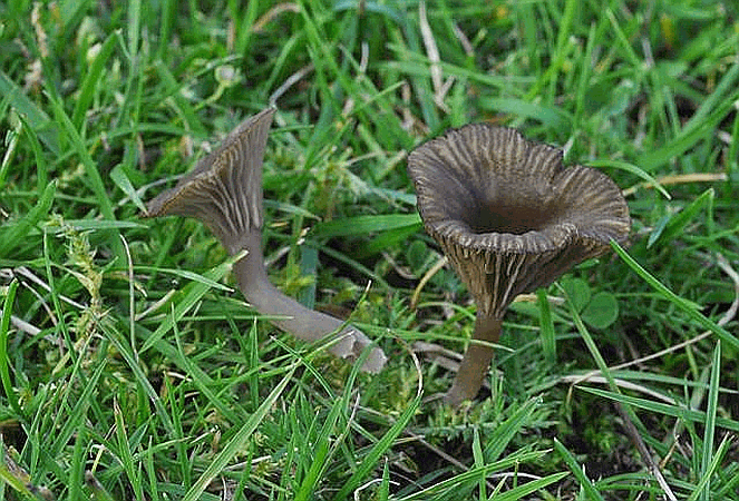 Referenzbild zur Pilzart