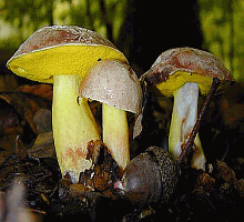 Referenzbild zur Pilzart