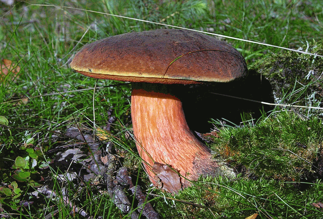 Referenzbild zur Pilzart