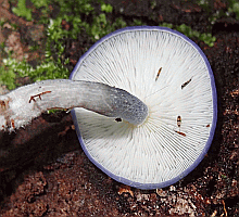 Referenzbild zur Pilzart