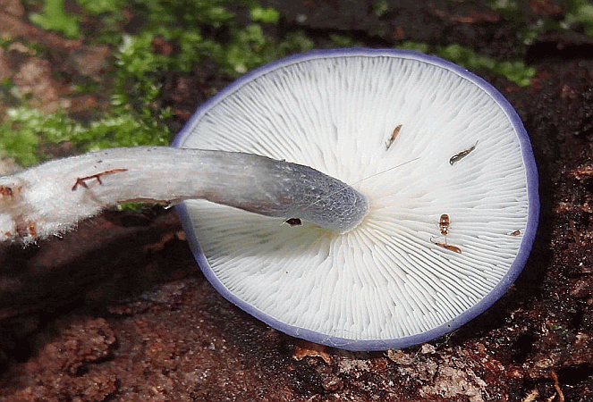 Referenzbild zur Pilzart