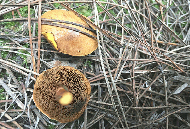 Referenzbild zur Pilzart