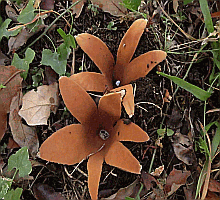 Referenzbild zur Pilzart