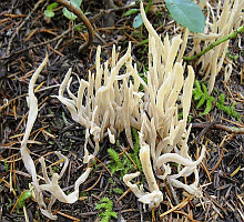 Referenzbild zur Pilzart