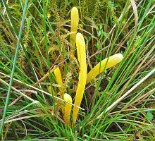 Referenzbild zur Pilzart