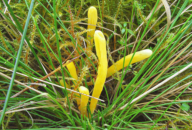 Referenzbild zur Pilzart