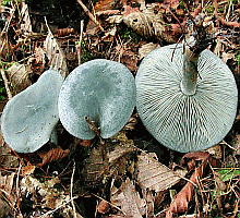 Referenzbild zur Pilzart