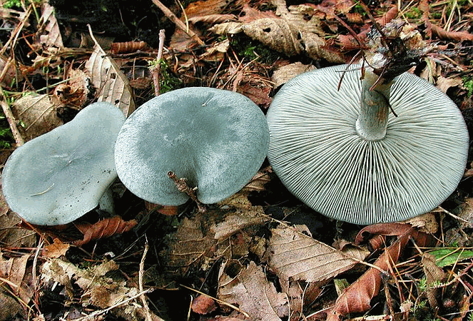 Referenzbild zur Pilzart