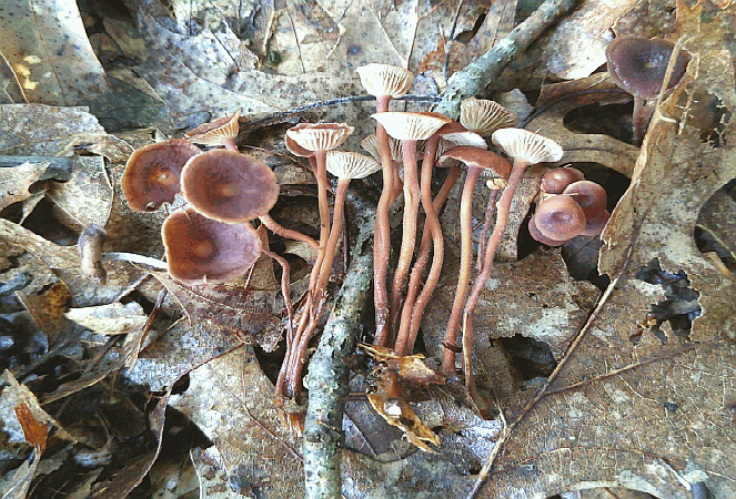 Referenzbild zur Pilzart