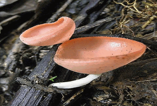 Referenzbild zur Pilzart