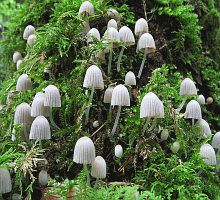 Referenzbild zur Pilzart