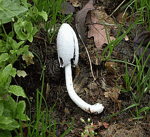 Referenzbild zur Pilzart