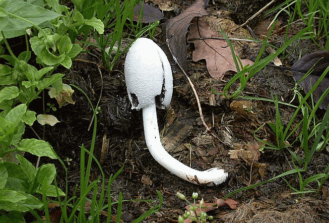 Referenzbild zur Pilzart