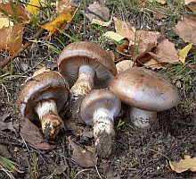 Referenzbild zur Pilzart