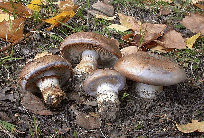 Referenzbild zur Pilzart