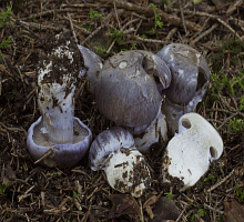 Referenzbild zur Pilzart