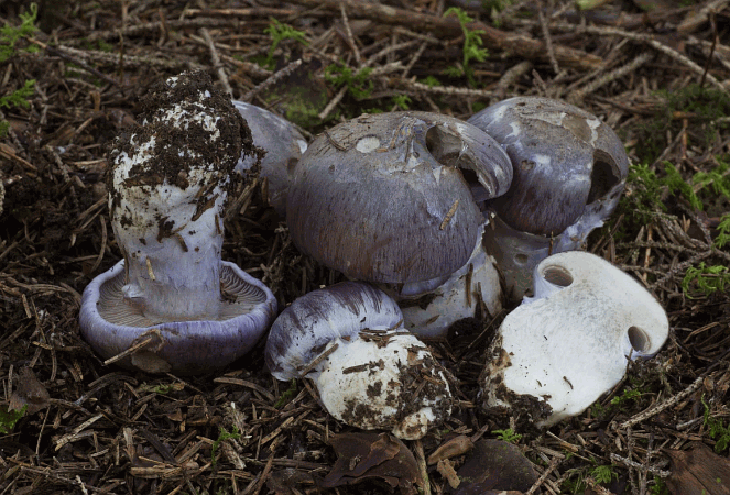 Referenzbild zur Pilzart