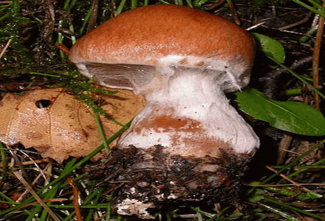 Referenzbild zur Pilzart