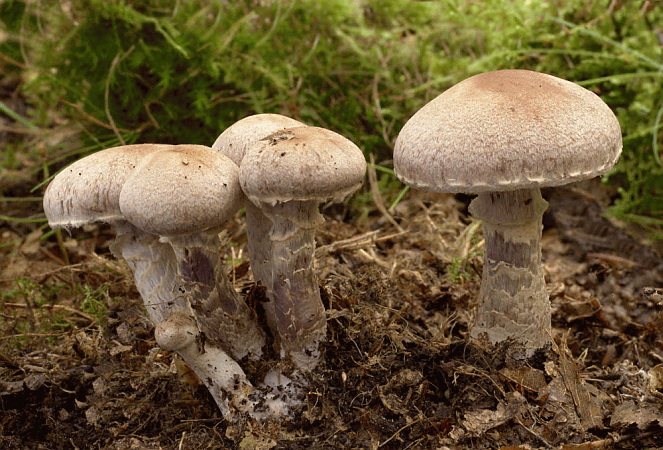 Referenzbild zur Pilzart