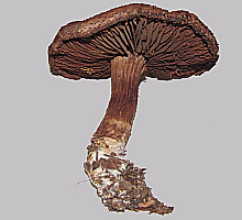 Referenzbild zur Pilzart