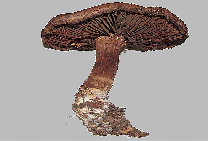 Referenzbild zur Pilzart