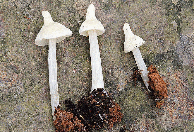 Entoloma stylophorum auf Briefmarken