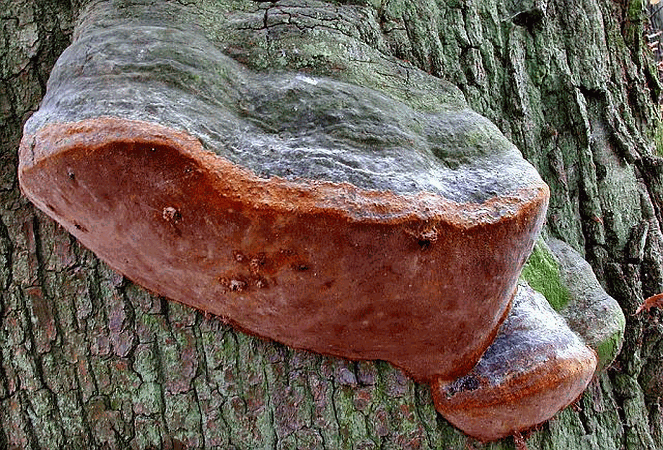 Referenzbild zur Pilzart