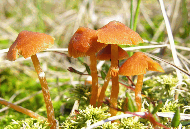 Referenzbild zur Pilzart