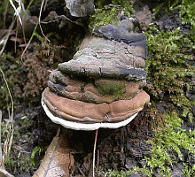 Referenzbild zur Pilzart