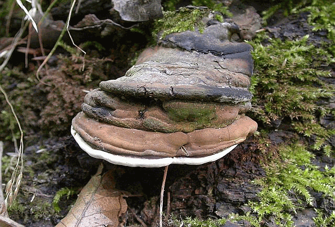 Referenzbild zur Pilzart