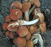 Referenzbild zur Pilzart