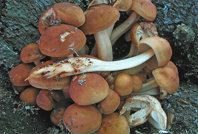 Referenzbild zur Pilzart