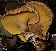 Referenzbild zur Pilzart