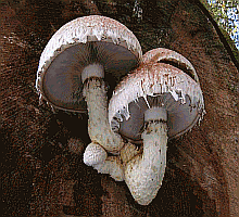 Referenzbild zur Pilzart