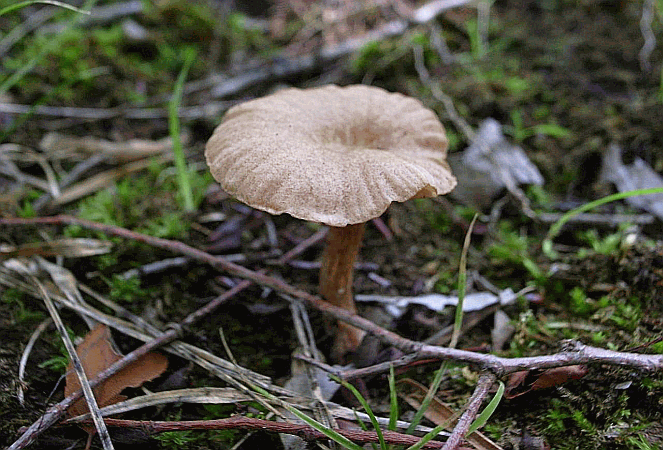 Referenzbild zur Pilzart