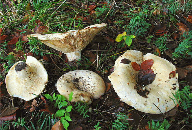 Referenzbild zur Pilzart