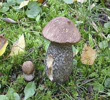 Referenzbild zur Pilzart