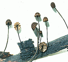 Referenzbild zur Pilzart