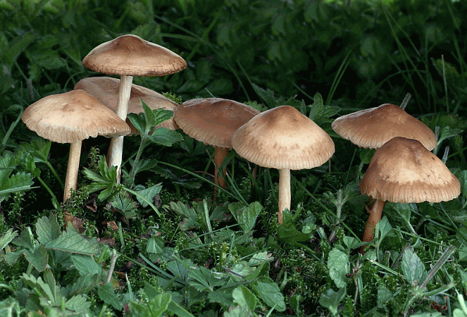 Referenzbild zur Pilzart