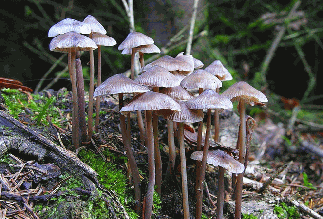 Referenzbild zur Pilzart